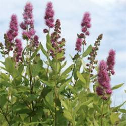 Spiraea douglasii Hook.