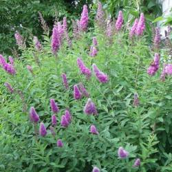 Spiraea x billardii (Dipp.)