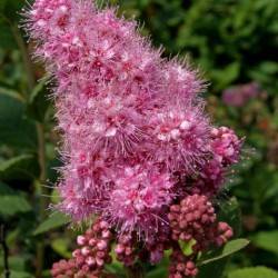 Spiraea x billardii (Dipp.)