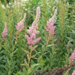 Spiraea Tomentosa L.