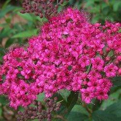 Spiraea japonica ‘Anthony Waterer’