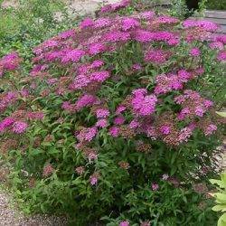 Spiraea japonica ‘Froebelii’