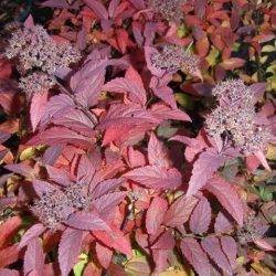 Spiraea japonica ‘Froebelii’