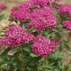 Spiraea japonica ‘Neon Flash’