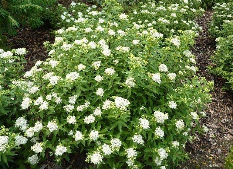 Spiraea japonica ‘Albiflora’