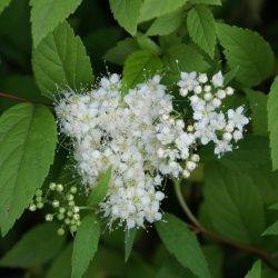 Spiraea japonica ‘Albiflora’