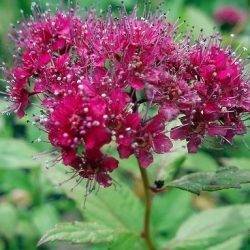 Spiraea japonica ‘Ruberrima’