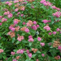 Spiraea japonica ‘Double Play Artist’