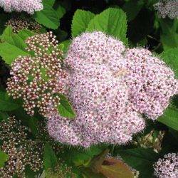 Spiraea japonica ‘Pink Parasol’