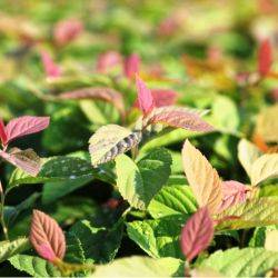 Spiraea japonica ‘Green And Gold’