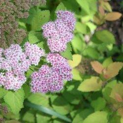 Spiraea japonica ‘Green And Gold’