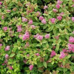 Spiraea japonica ‘Manon’