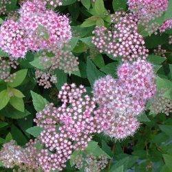 Spiraea japonica ‘Manon’