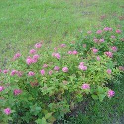 Spiraea japonica ‘Nana’