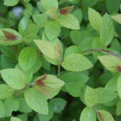 Spiraea japonica ‘Nana’