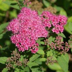 Spiraea japonica ‘Nana’