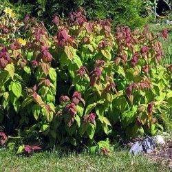 Spiraea japonica ‘Macrophylla’