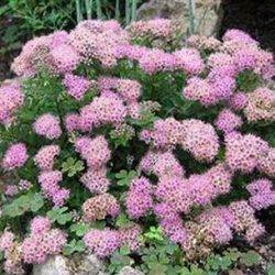 Spiraea