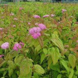 Spiraea japonica ‘Macrophylla’