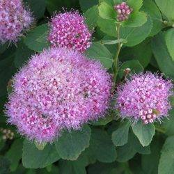 Spiraea japonica ‘Odensala’