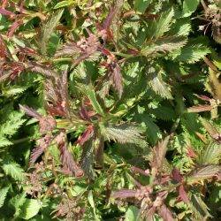 Spiraea japonica ‘Crispa’