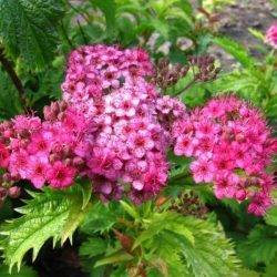 Spiraea japonica ‘Crispa’