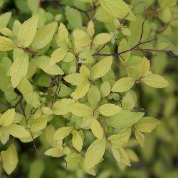 Spiraea japonica ‘Golden Carpet’