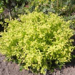 Spiraea japonica ‘Golden Carpet’