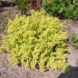 Spiraea japonica ‘Sandrop’