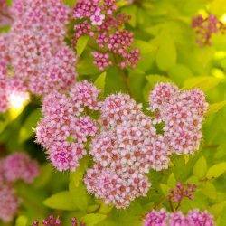 Spiraea japonica ‘Sandrop’