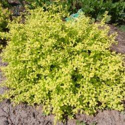 Spiraea japonica ‘Golden-Elf’