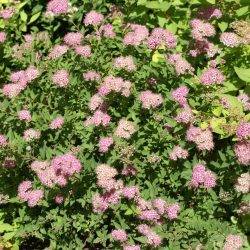 Spiraea japonica ‘Japanese Dwarf’