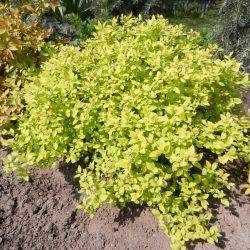 Spiraea japonica ‘Golden Princess’