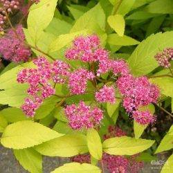 Spiraea japonica ‘Golden Princess’