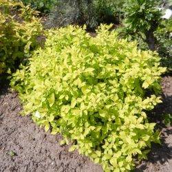 Spiraea japonica ‘Goldmound’