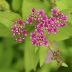 Spiraea japonica ‘Goldmound’