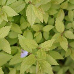 Spiraea japonica ‘Goldmound’