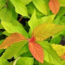 Spiraea japonica ‘Pink And Gold’