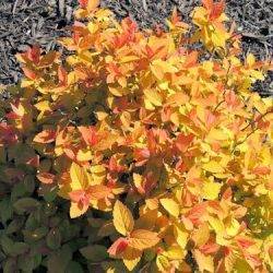 Spiraea japonica ‘Double Play Big Bang’