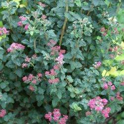 Spiraea japonica ‘Bullata’