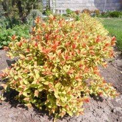 Spiraea japonica ‘Magic Carpet’