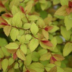 Spiraea japonica ‘Magic Carpet’