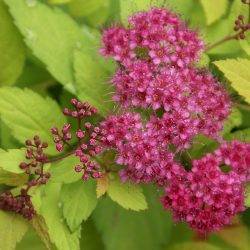 Spiraea japonica ‘Magic Carpet’