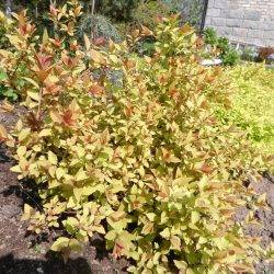 Spiraea japonica ‘Firelight’