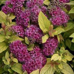 Spiraea japonica ‘Firelight’