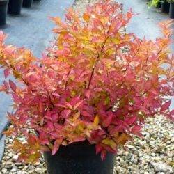 Spiraea japonica ‘Firelight’