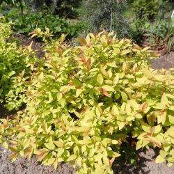 Spiraea japonica ‘Goldflame’