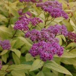 Spiraea japonica ‘Goldflame’