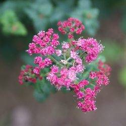 Spiraea japonica ‘Bullata’