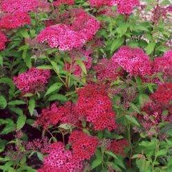 Spiraea japonica ‘Dart’s Red’